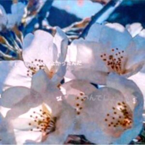 shimuraken-korona